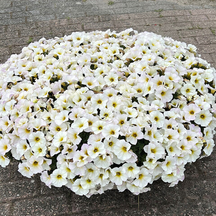 ЕВРО Петхоа BeautiCal Pearl White (Volmary) укоренный черенок НАЧАЛО ЯНВАРЯ поставка 7