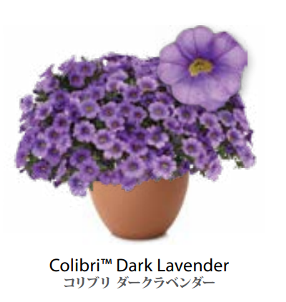 ЕВРО Калибрахоа COLIBRI Dark Lavender укорененный черенок МАРТ поставка 22