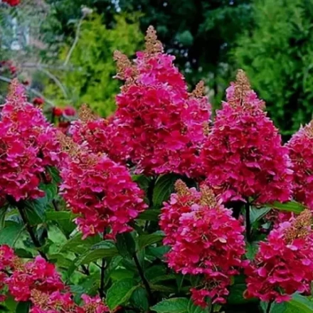 «Прим Ред «Prim Red» С7.5