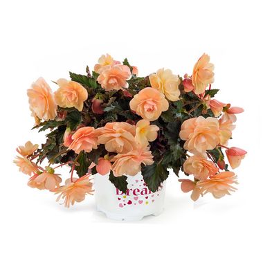 1209 Бегония FRAGRANT FALLS PEACH (Весна 2026)
