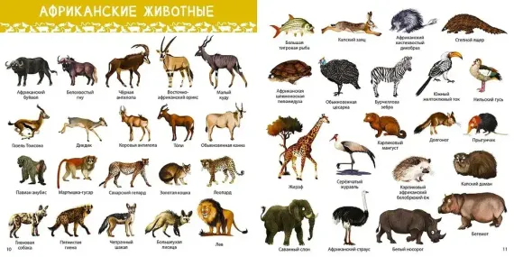 1000 картинок. Животные Мира