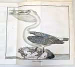 "Орнитология или метод, содержащий разделение птиц на отряды. (Ornithologie ou methode contenant la division des oiseaux en ordres)". Mathurin-Jacques Brisson (Матюрен-Жак Бриссон). 0г.