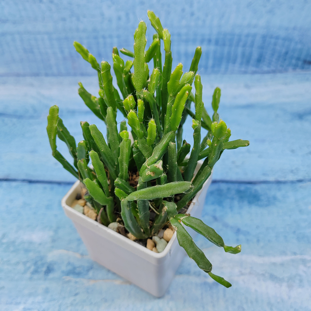 Rhipsalis Ewaldiana (Рипсалис)