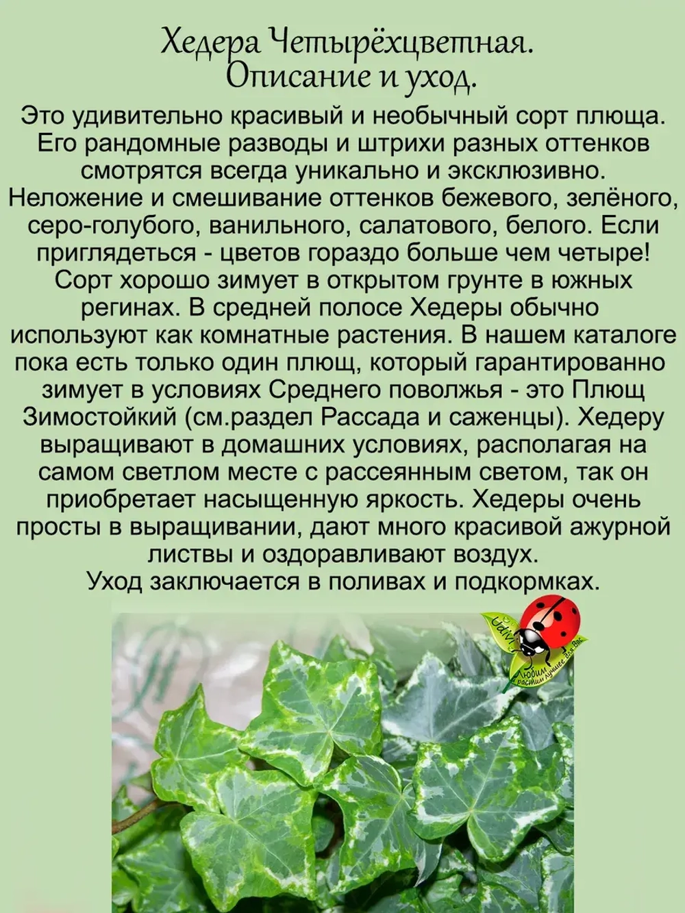 Хедера Мятный колибри Хеликс минт четырехцветная