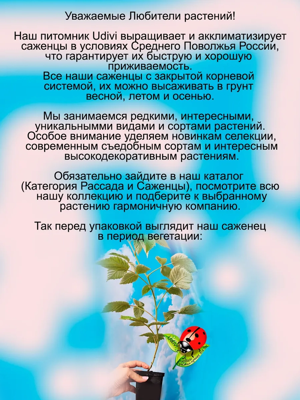 Малина Рафики бесшипная ремонтантная