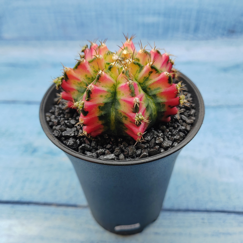 Gymnocalycium Variegata (Гимнокалициум Вариегатный)