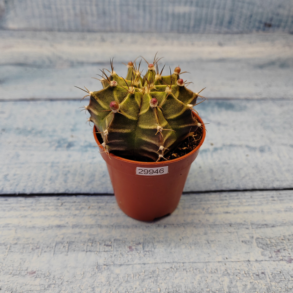 Gymnocalycium Friedrichii (Гимнокалициум)