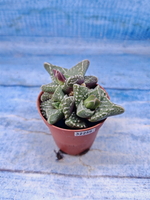 Faucaria Tuberculosa (Фаукария)