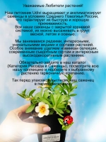 Калибрахоа Капучино