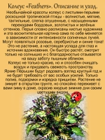 Колеус Пёрышки