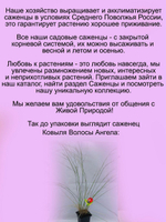 Злак Ковыль Волосы Ангела красивейший  многолетний