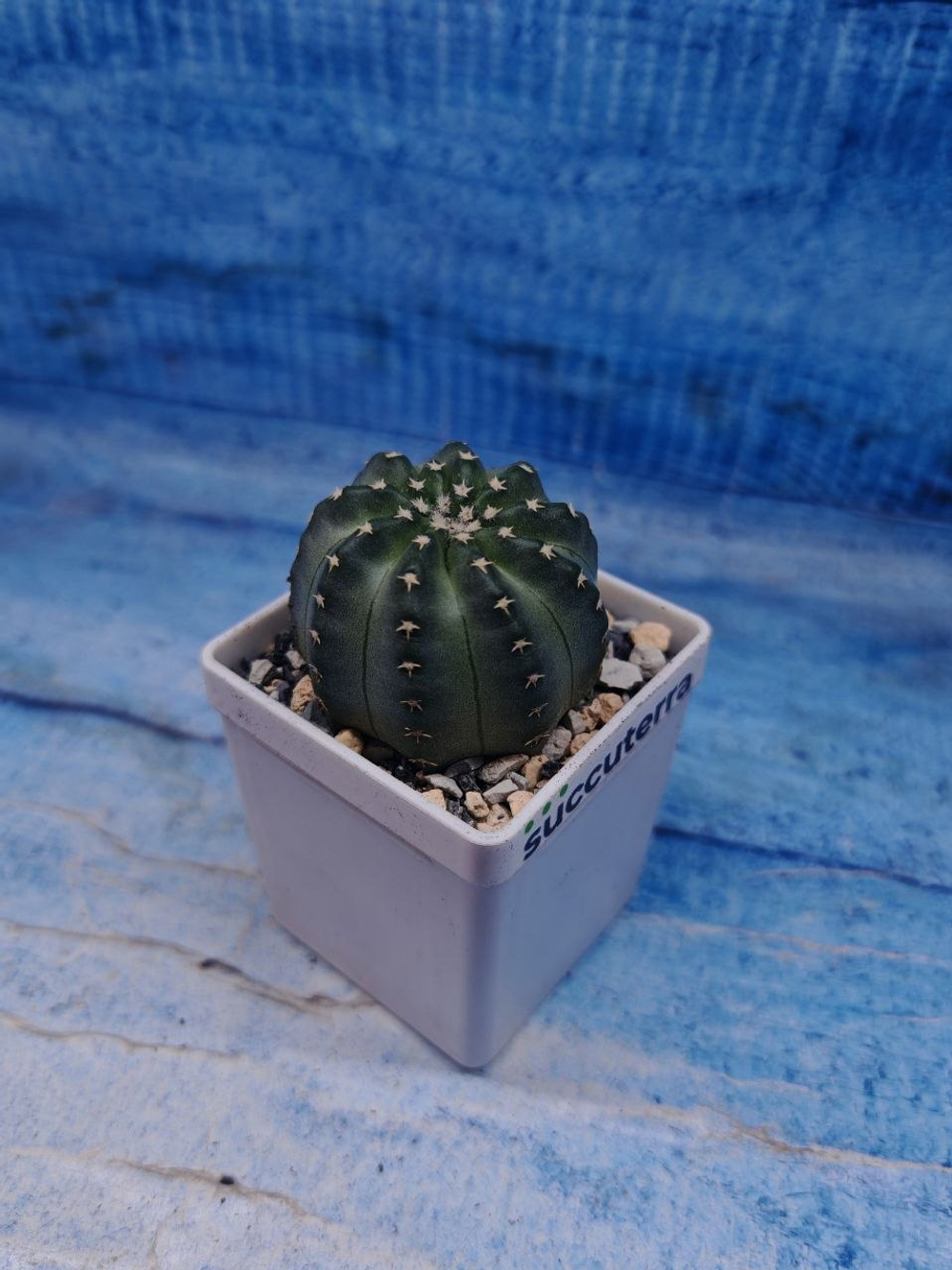 Echinocereus Pulchellus venustus (Эхиноцереус)