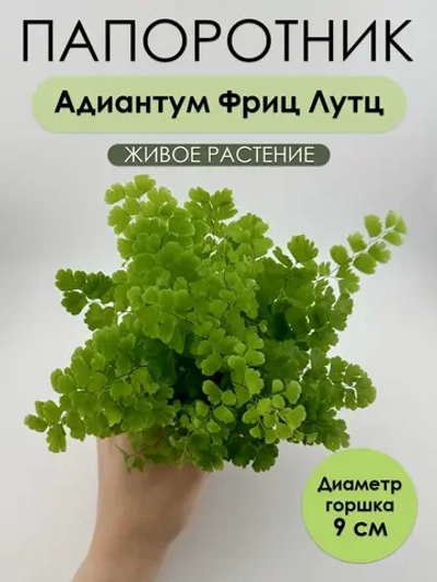 Адиантум Фриц Лутц