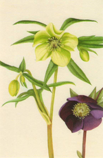 100 Flowers: One Hundred Postcards from the Royal Horticultural Society