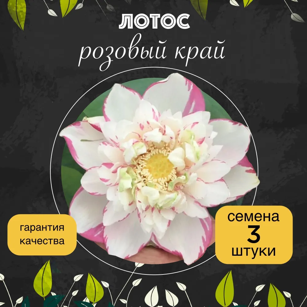 Лотос орехоносный "Розовый край" семена 3 штуки