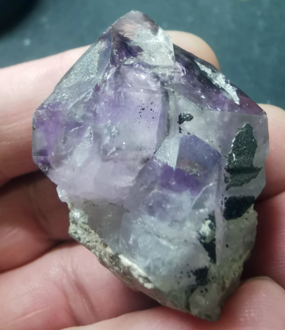Двухголовик аметист Циммермановка асс.