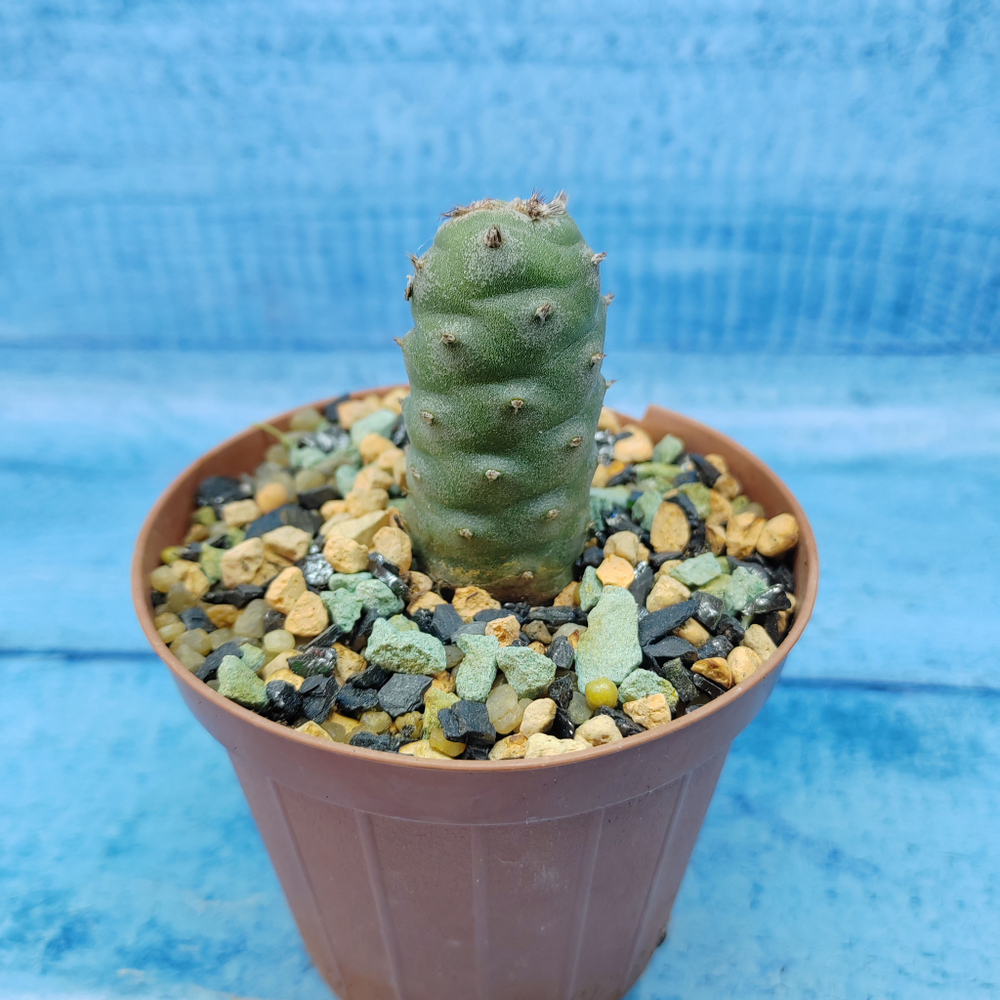 Tephrocactus Articulatus Diadematus (Тефрокактус)