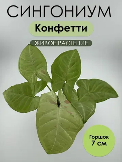 Сингониум Конфетти