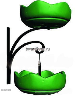 Цветочница Улитка двойная