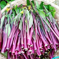 Хуншаньская капуста Косаитаи 金殿 玉 菜 - Нефритовая Сокровищница Золотого Буддийского Храма Баотун