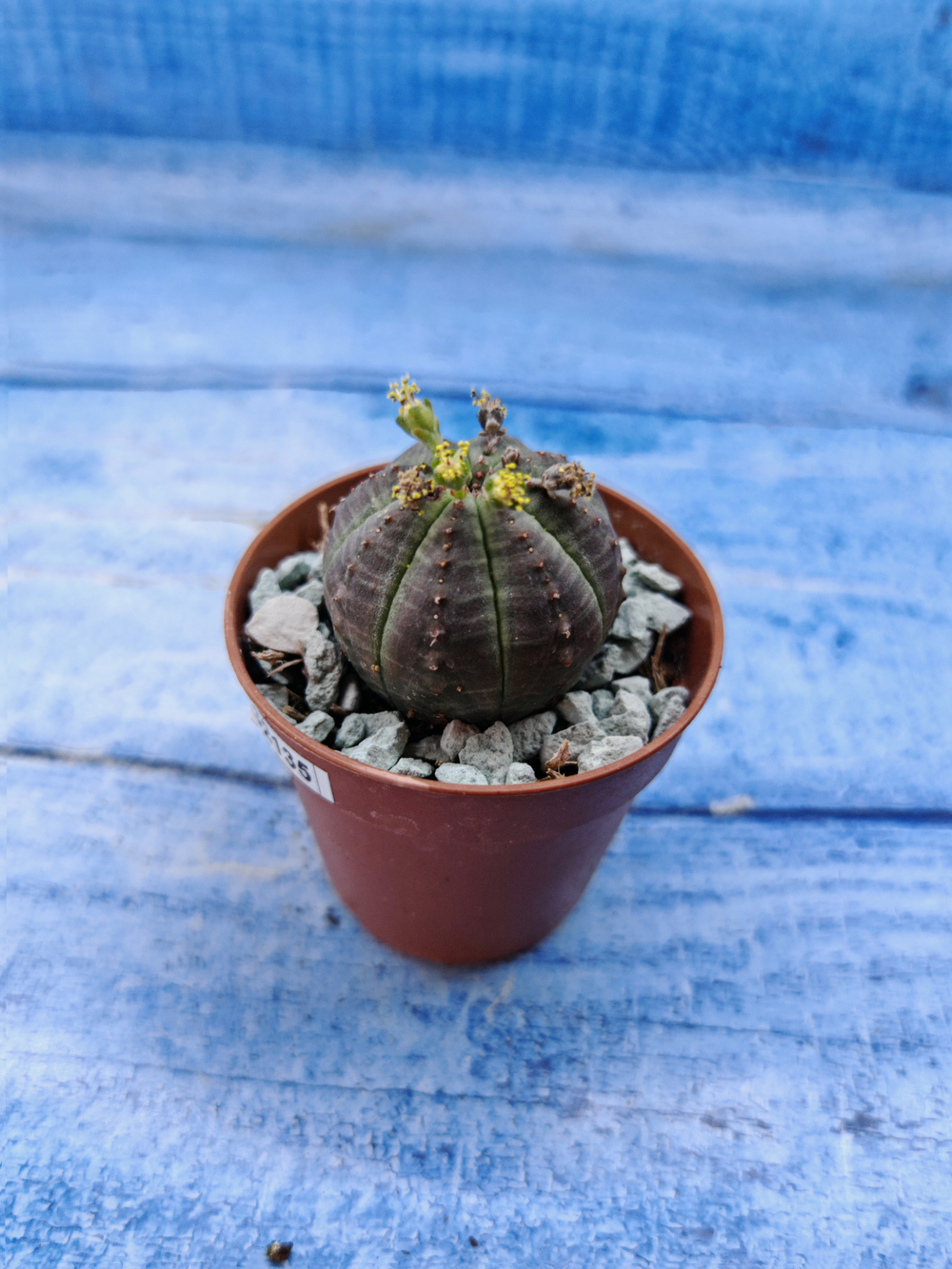 Euphorbia Obesa (Эуфорбия)