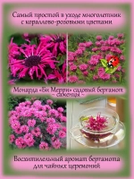 Монарда Би Мерри садовый бергамот
