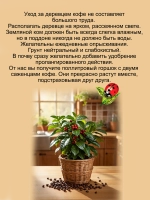 Кофе Арабика саженцы