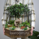 Флорариум бонсай Фикус Бонсариум XXXL