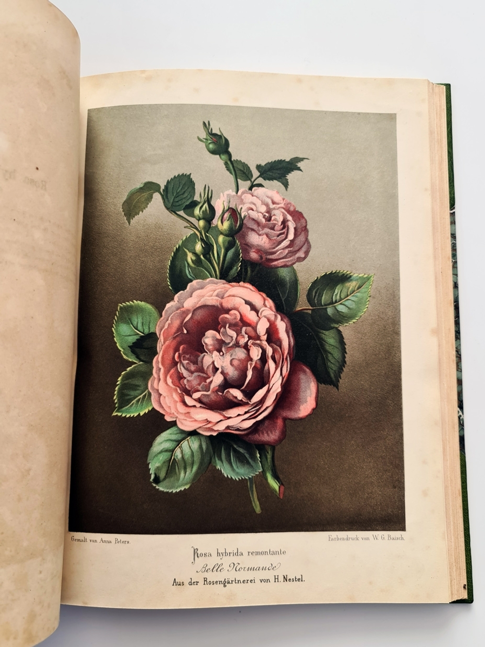 "Nestel`s Rosengarten. [  Сад роз Нестела]". E. Schweizerbartsche Verlagshandlung. 1869г.
