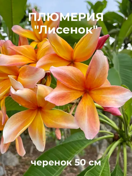 Плюмерия "Лисенок" черенок 50 см