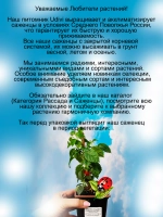 Гортензия вьющаяся Зимний сюрприз Винтер Сюрпрайз