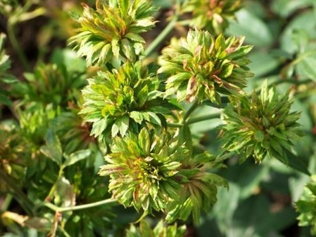 Виридифлора (Viridiflora)