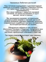 Кочедыжник Сильвер Фолс папоротник