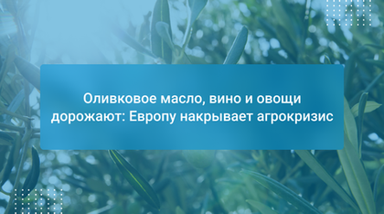 Оливковое масло, вино и овощи дорожают: Европу накрывает агрокризис