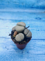 Lithops sp. (Литопсы)