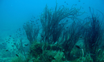 Пример подводной съемки.
