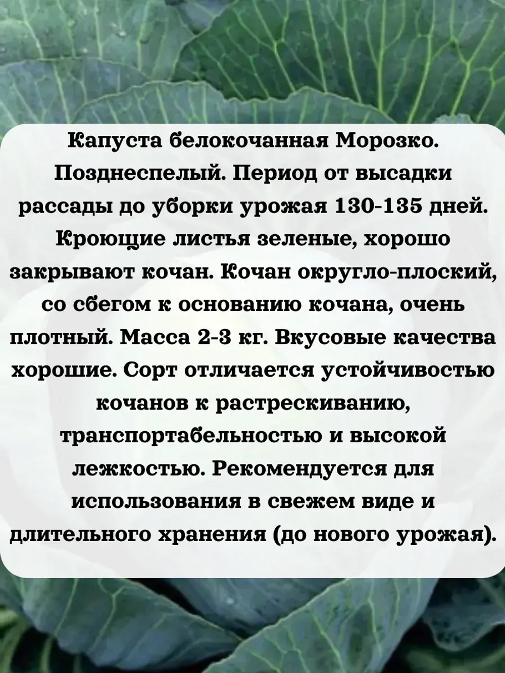 Семена капуста белокочанная Морозко 5 гр