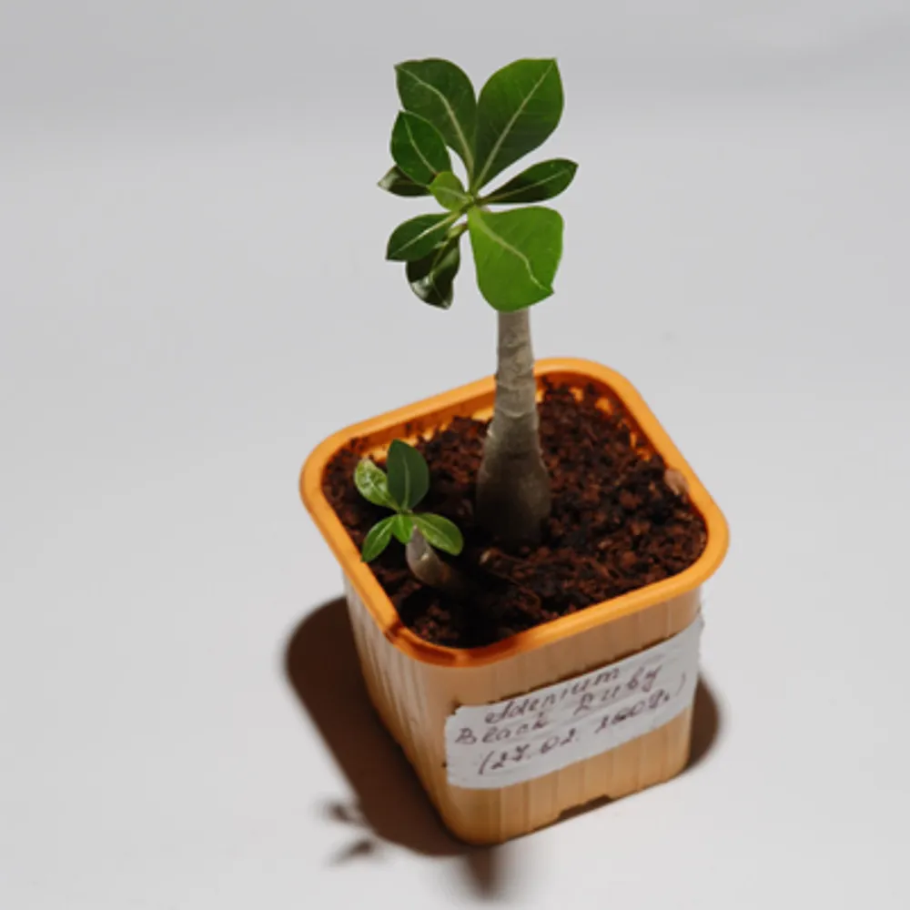 Adenium Obessum Black Ruby