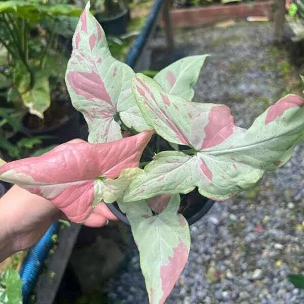 Сингониум PINK SALMON