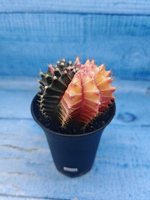 Gymnocalycium Variegata (Гимнокалициум Вариегатный)