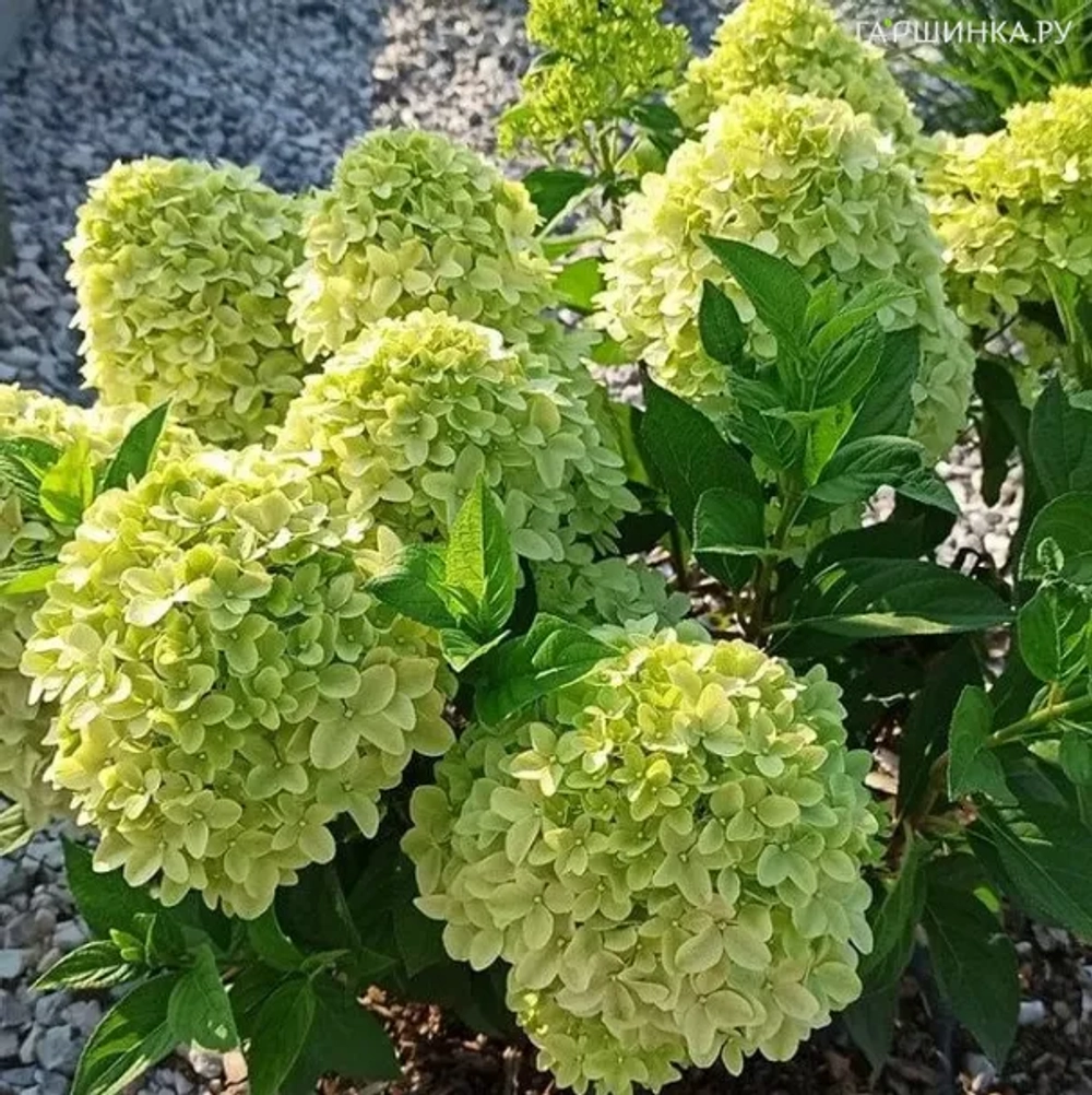 Пандора (Hydrangea paniculata Pandora)