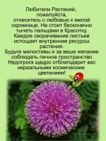 Мимоза стыдливая "Не тронь меня"