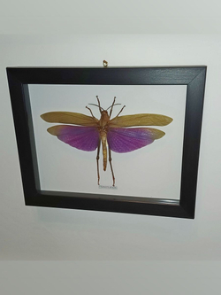 Кузнечик Titanacris самка в рамке