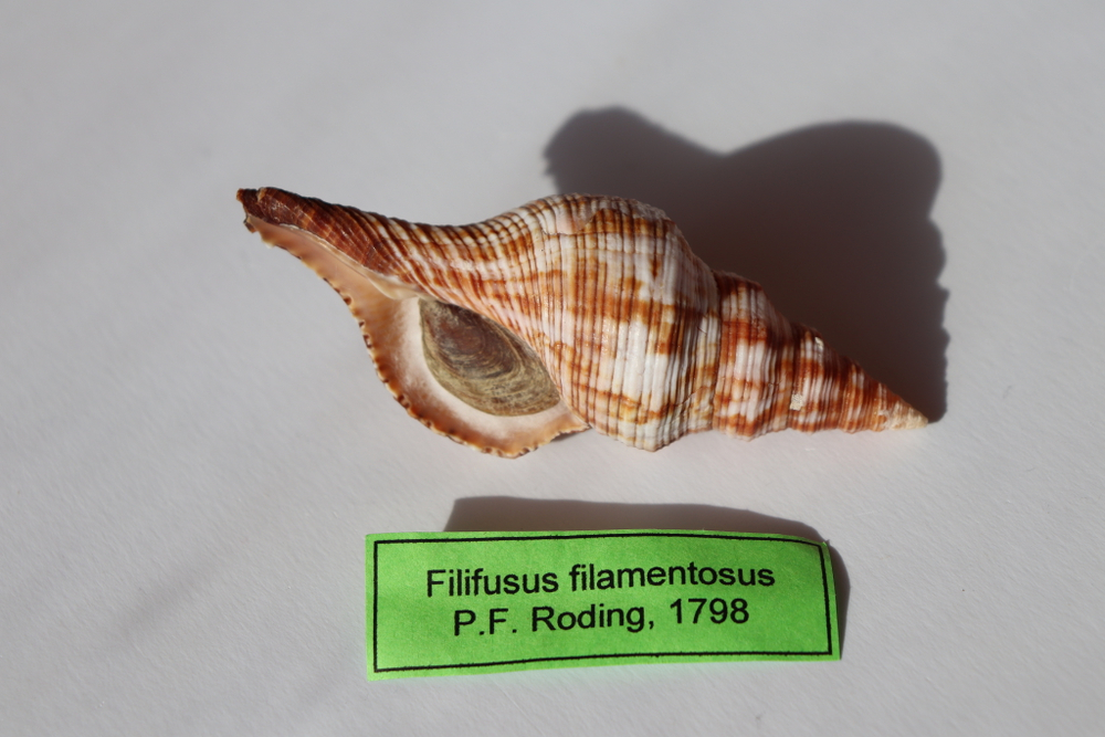 Ракушка Плеуроплока Филаментоза (Filifusus filamentosus)