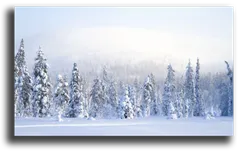 Постер "Белоснежный лес"