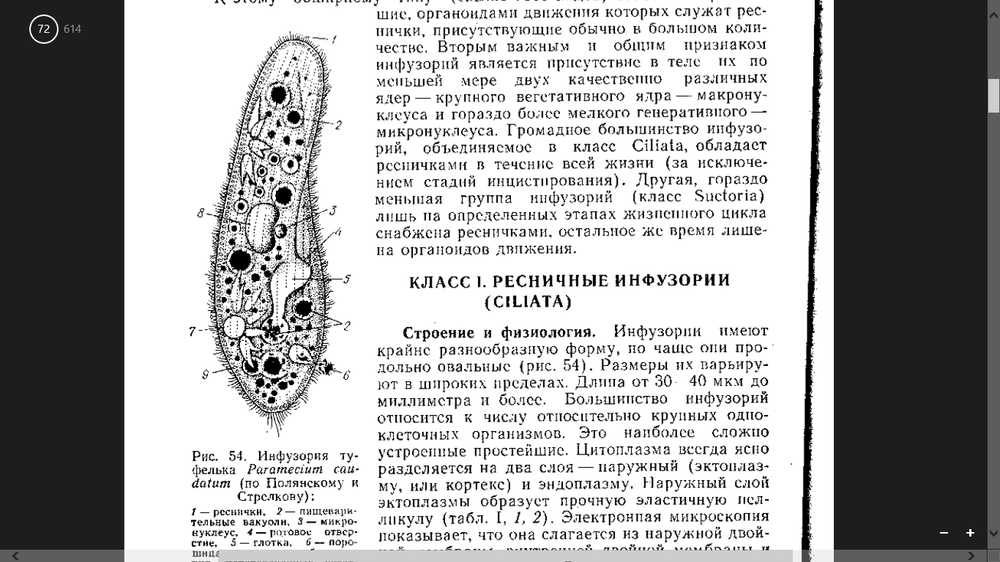 Модель инфузории-туфельки — купить по ФГОС | Учебный стандарт Модель инфузории-туфельки — купить по ФГОС | Учебный стандарт