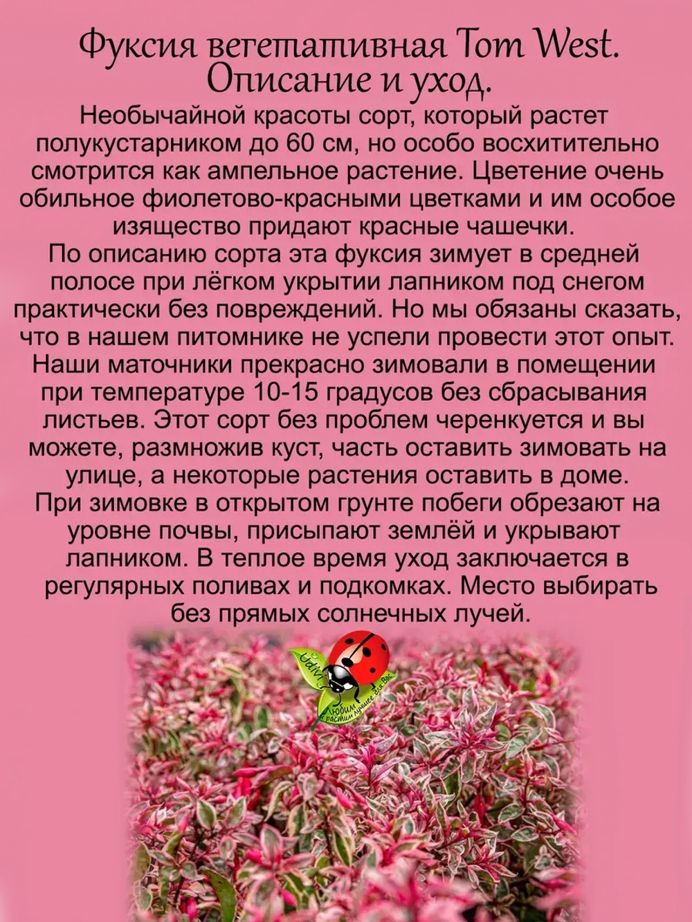 Фуксия Том Вест вариегатная