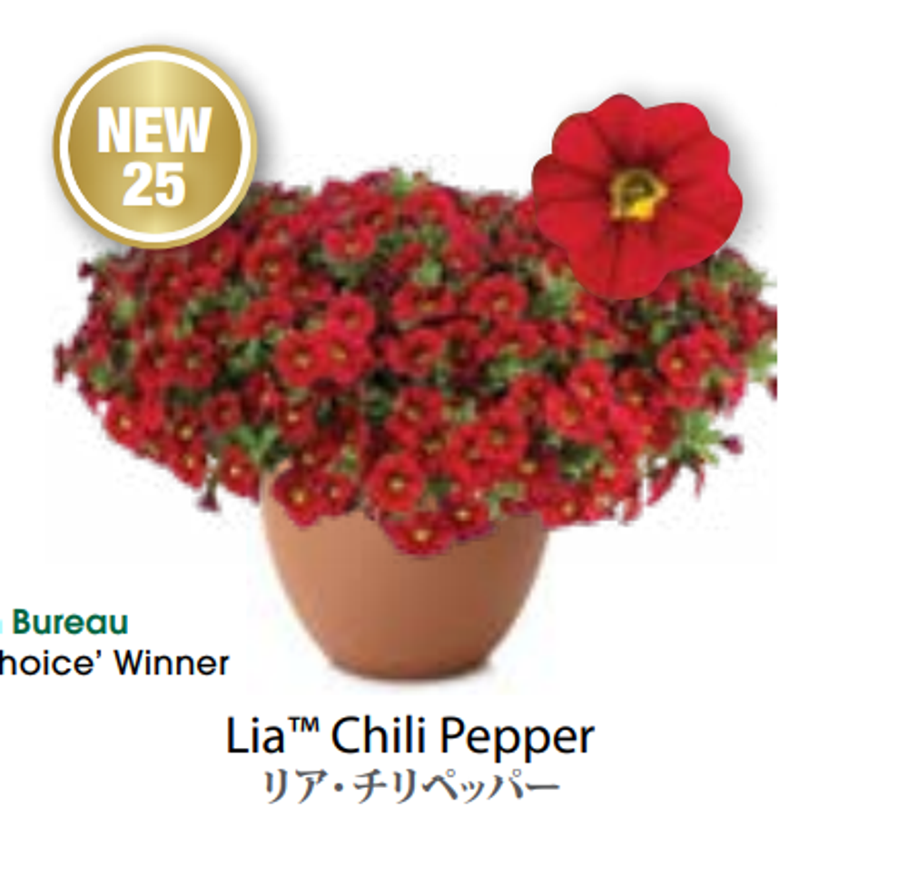 ЕВРО неукор Калибрахоа LIA Chili Pepper НЕукоренный черенок (срезы) НОЯБРЬ поставка 3