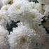 Марина